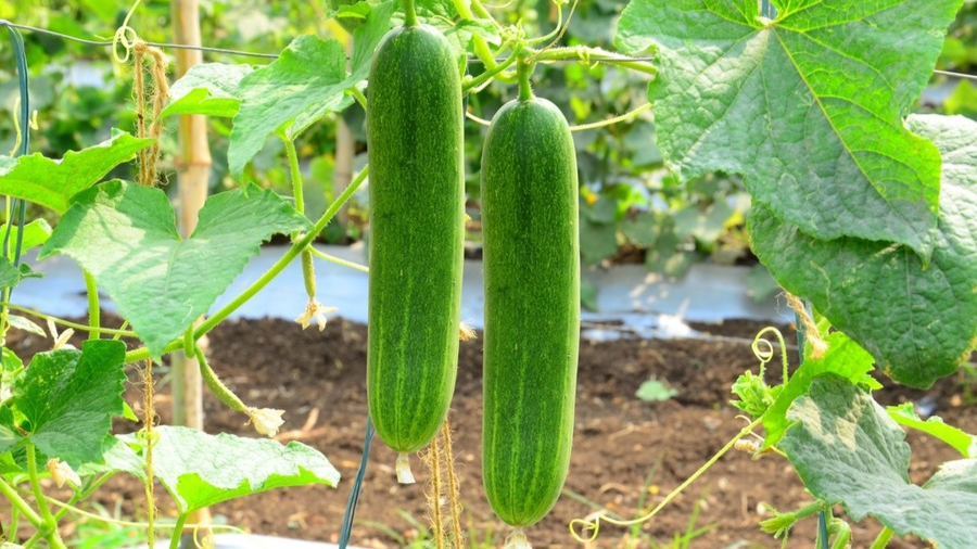 Cucumber